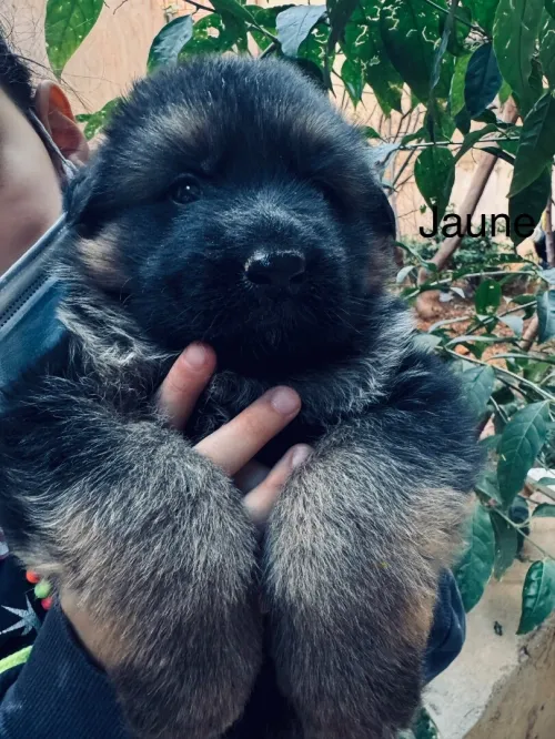 Chiots berger allemand pédigrée راعي الماني بشهادة الأصول