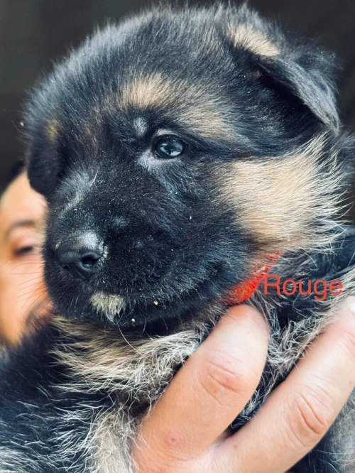 Chiots berger allemand pédigrée راعي الماني بشهادة الأصول