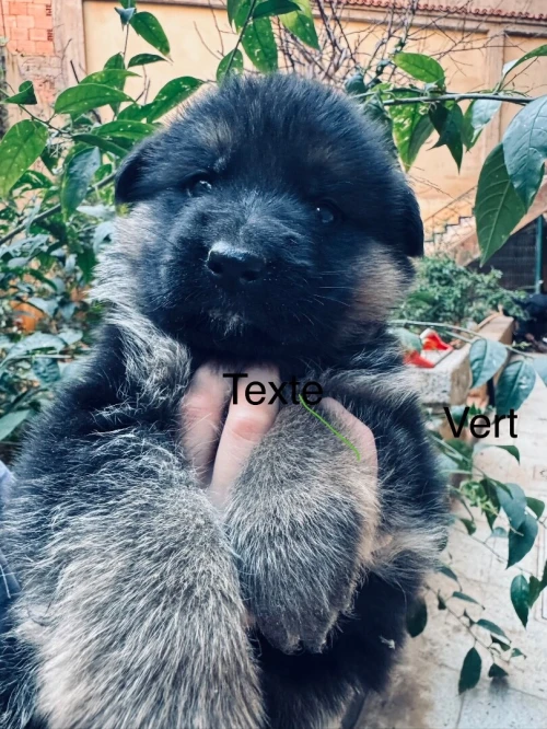 Chiots berger allemand pédigrée راعي الماني بشهادة الأصول