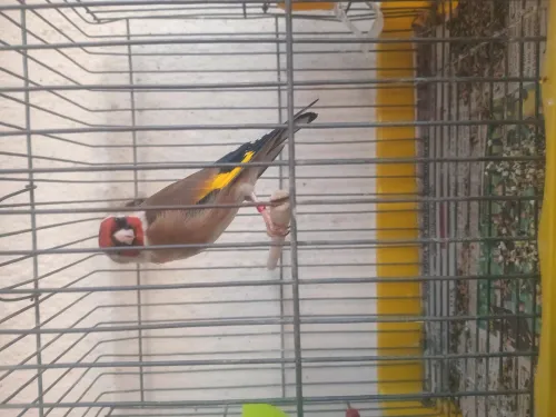Chardoneret