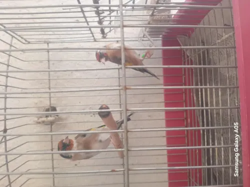 Oiseaux 