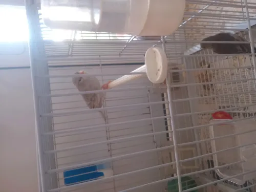 Oiseaux