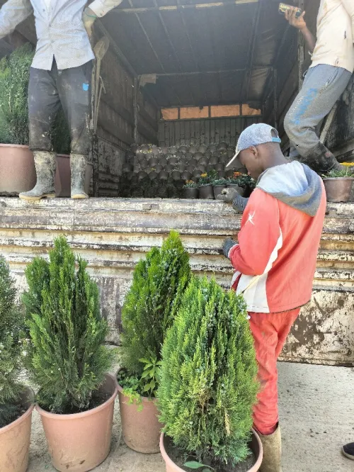 ESPACE VERT ET GAZON NATUREL TOUT TYPE
