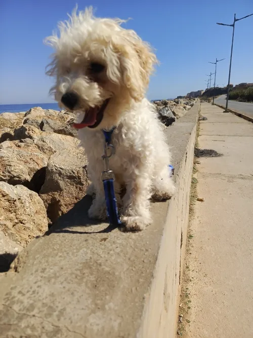 A vendre caniche malle l'âge de 4 mois avec carnet vaccination 