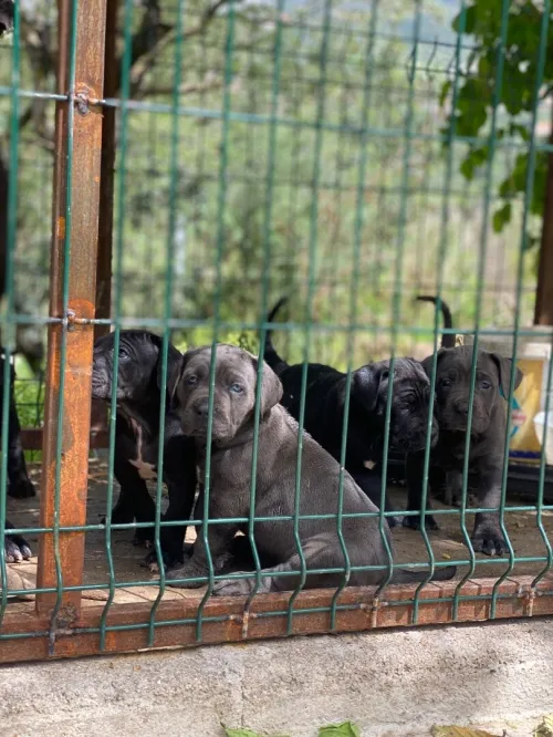 Cane corso