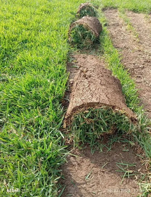Gazon naturel fournitures et poses Aménagement d'espaces verts 