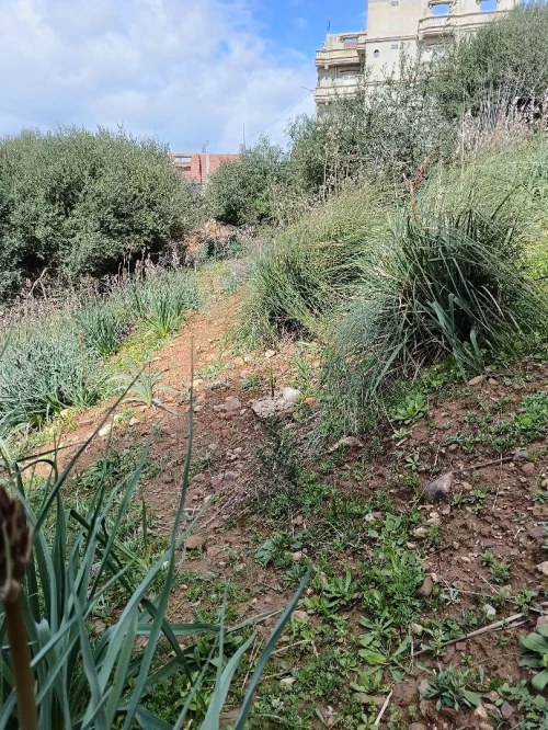 Vente Terrain Constantine Constantine