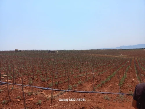 Vente Terrain Agricole Tipaza Tipaza