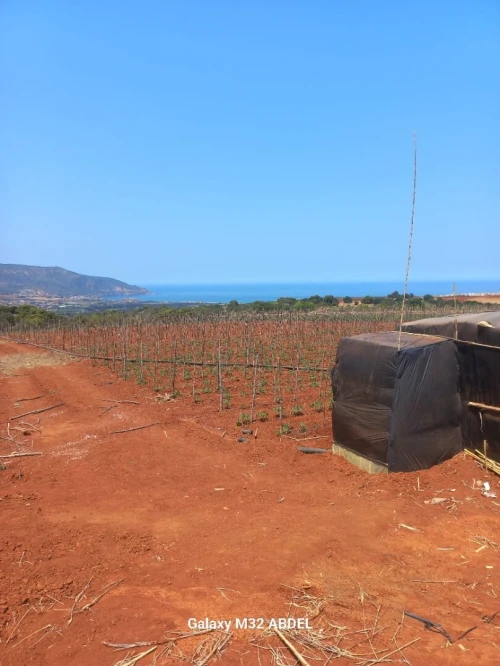 Vente Terrain Agricole Tipaza Tipaza