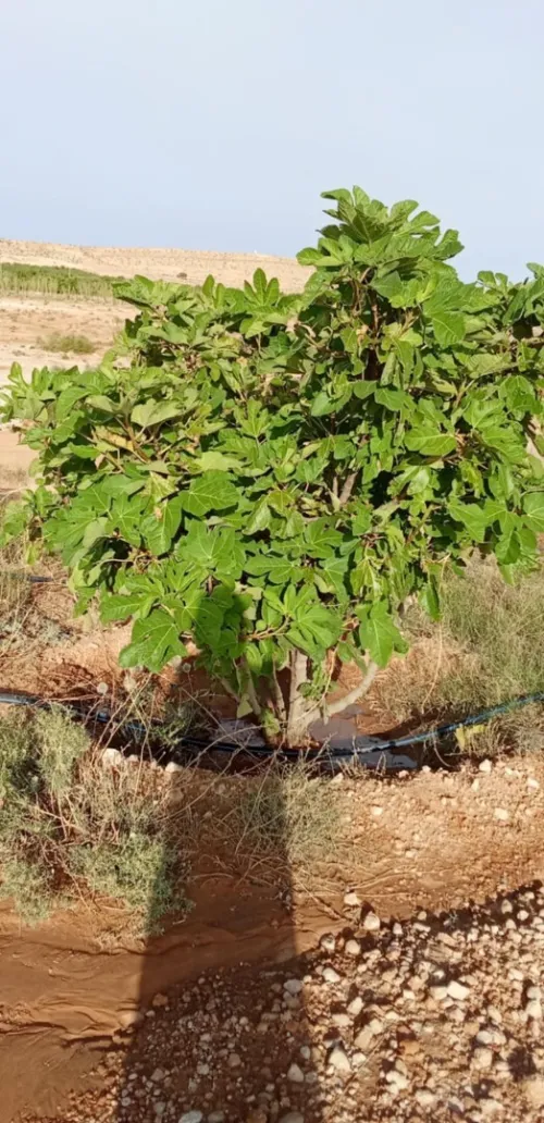 Vente Terrain Agricole Djelfa Ain el ibel