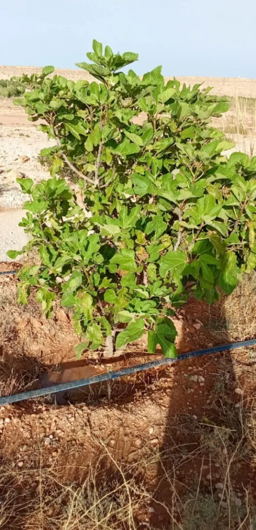 Vente Terrain Agricole Djelfa Ain el ibel
