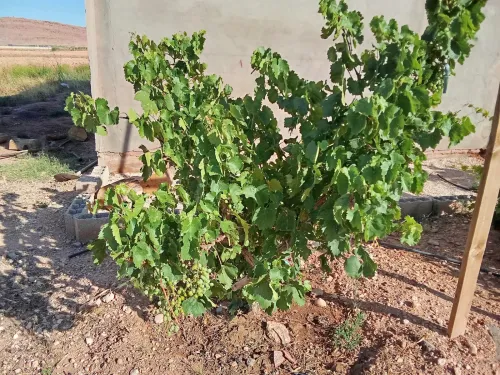 Vente Terrain Agricole Djelfa Ain el ibel