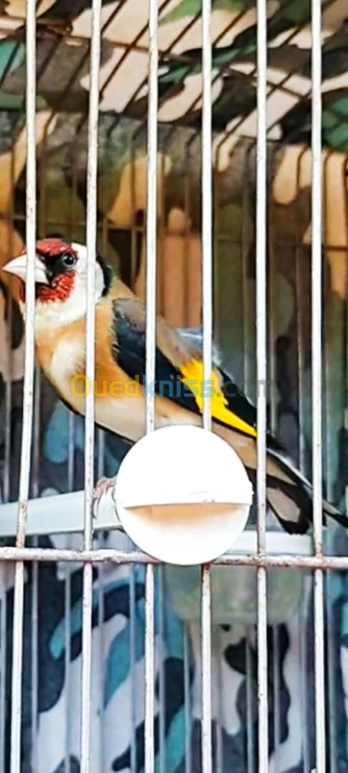 مقنين خلوي 3سنين كاجة