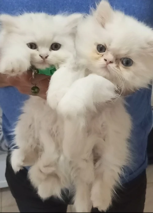 Chatons Persans à vendre