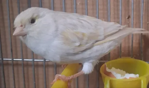 A vendre femelle canari satiné