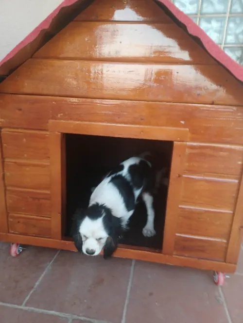 niche et cage pour chien, منزل كلاب 