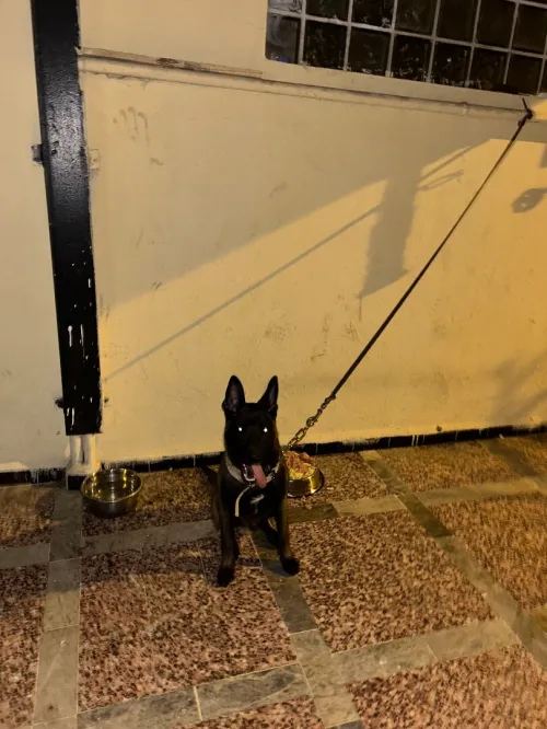 malinois charbonni
