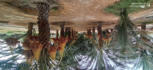 Vente Terrain Agricole Biskra Sidi okba