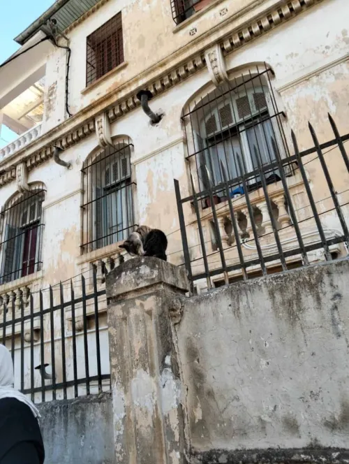 Vente Appartement F4 Alger Alger centre