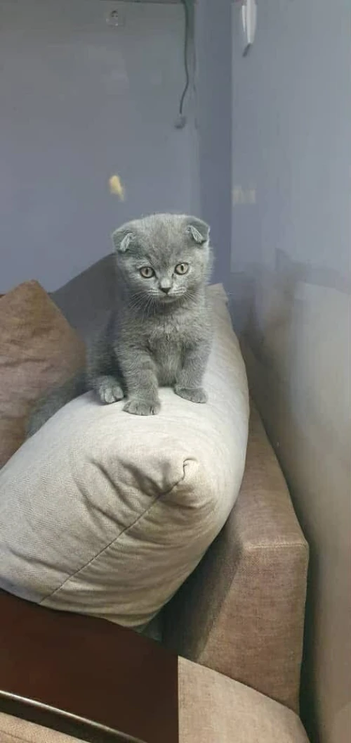 Chat