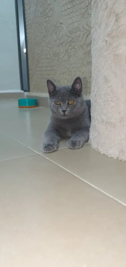 Chat
