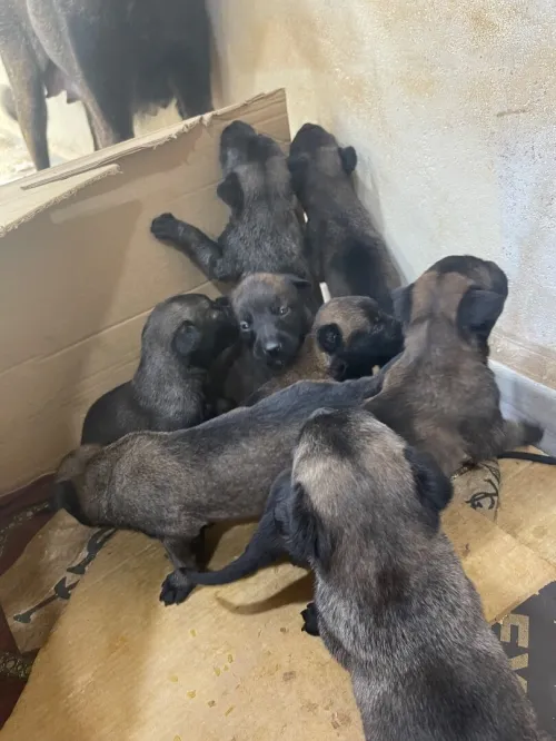 Vend bébé malinois