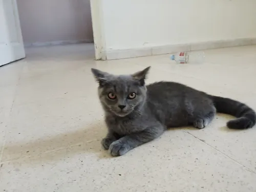 Chaton British Shorthair / Scottish Fold