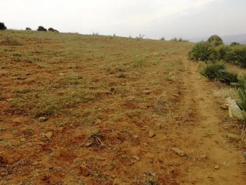 Vente Terrain Médéa Ouamri