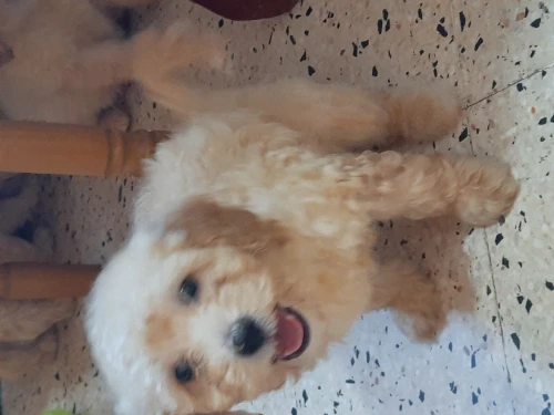 Caniches Bichon pure race 