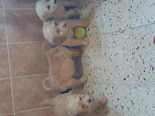 Caniches Bichon pure race 