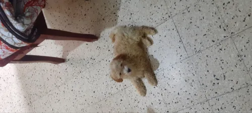 Caniches Bichon pure race âgés de 3 mois 