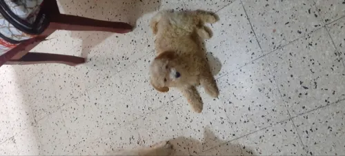 Caniches Bichon pure race âgés de 3 mois 