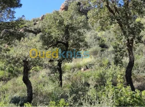 Vente Terrain Jijel El milia
