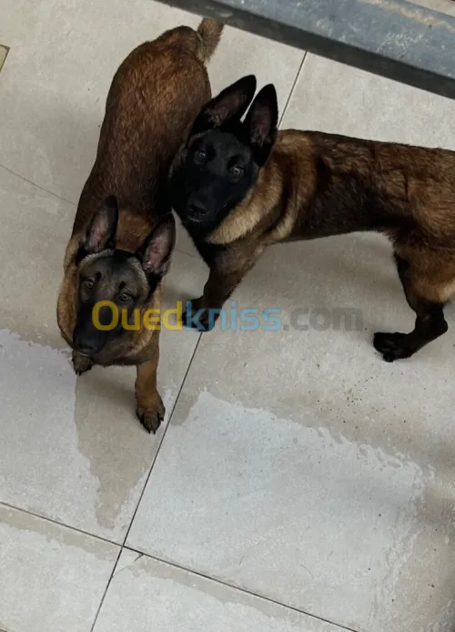2 chiots Malinois charbonnés , 7 mois , Clairval Chevaley.