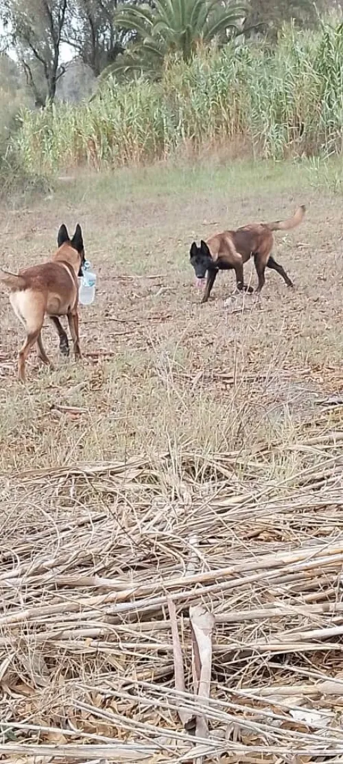 hiots Malinois charbonnés ,7 mois disponibles,Annonce sérieuse 