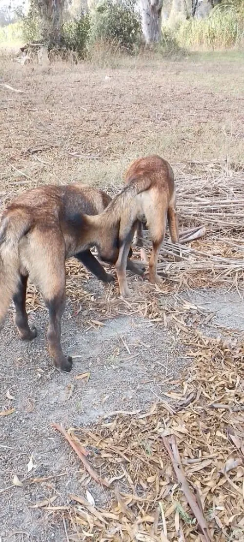 hiots Malinois charbonnés ,7 mois disponibles,Annonce sérieuse 