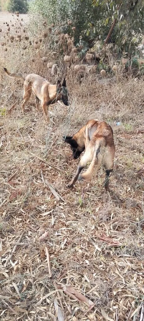 hiots Malinois charbonnés ,7 mois disponibles,Annonce sérieuse 