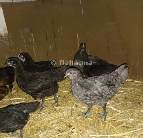 فلوس اوسترالوب