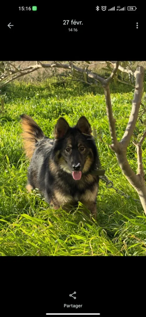 Chien Husky x berger allemand male