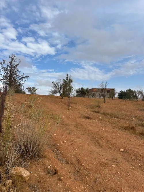 Vente Terrain Agricole Sidi Bel Abbès Sidi hamadouche