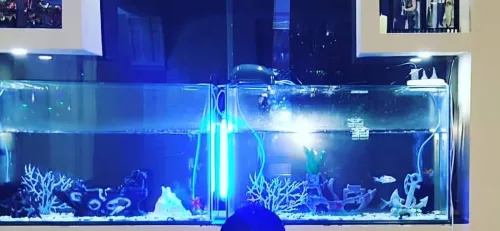 Aquarium poisson