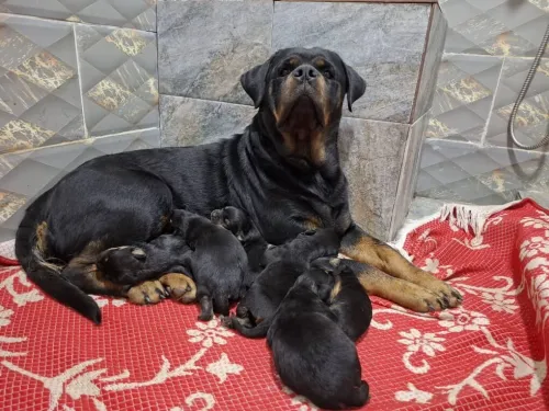 Des chiots rottweiler 