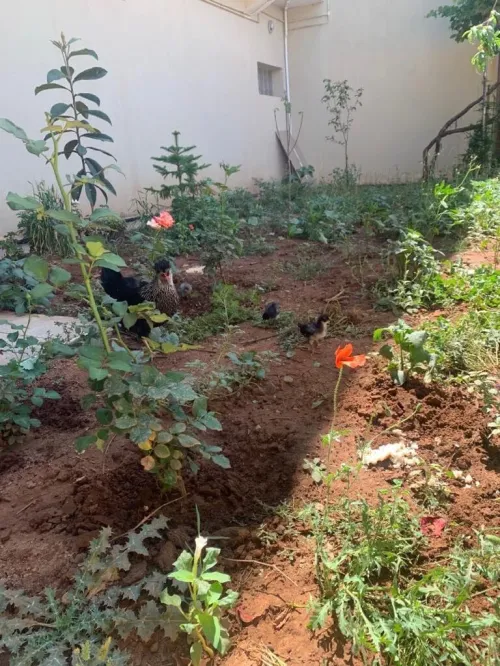 Vente Villa Chlef Oued fodda