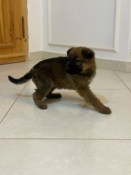 Chiot Malinois Berger Allemand