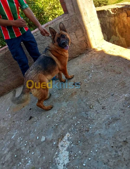 Rottweiler 