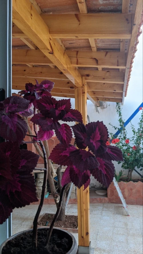 Fabrication et installation Pergola pour terrasse