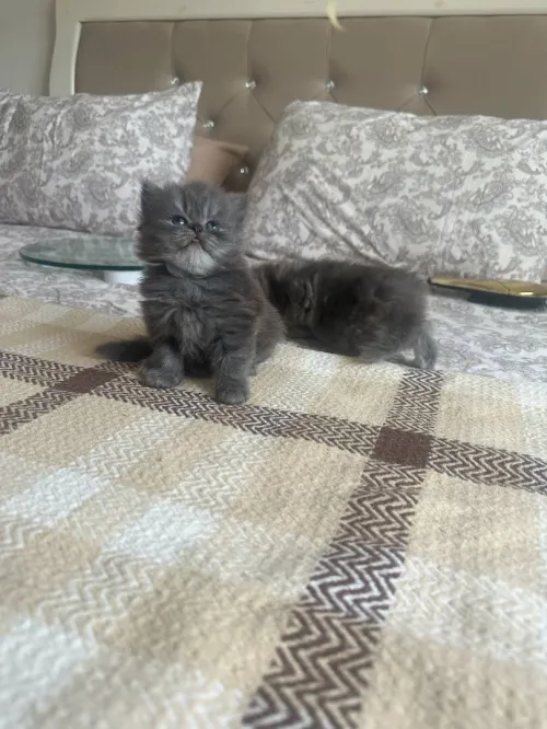 Chatons persan chinchilla 