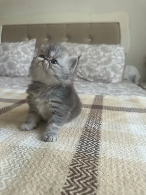 Chatons persan chinchilla 