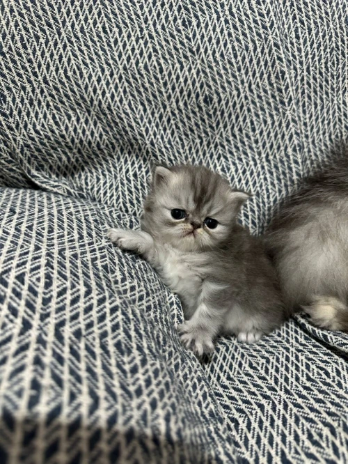 Chatons persan chinchilla 