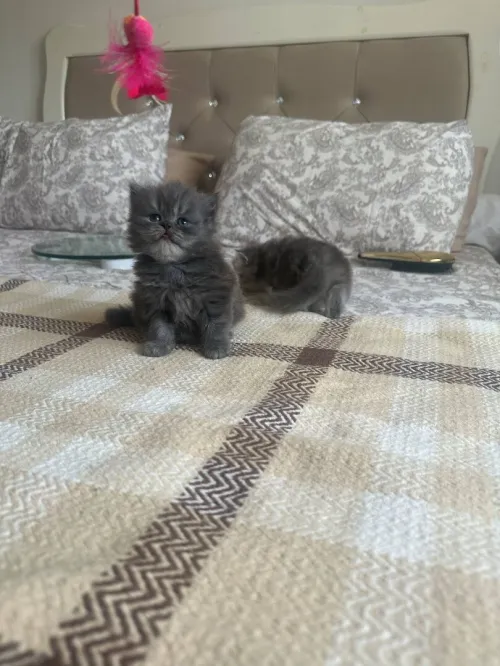 Chatons persan chinchilla 